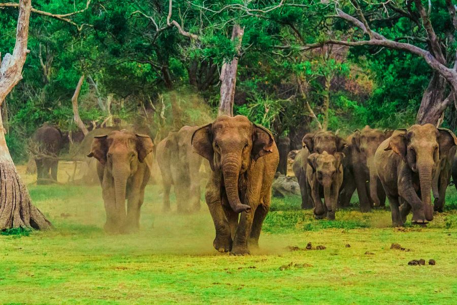 Yala Sri Lanka